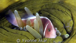 Hungry clown!!! by Yvonne Akar 